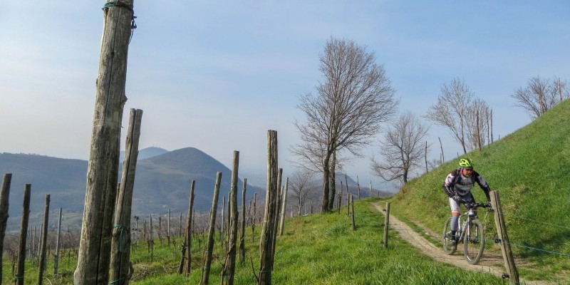 HD_altaviaeuganei (1).jpg