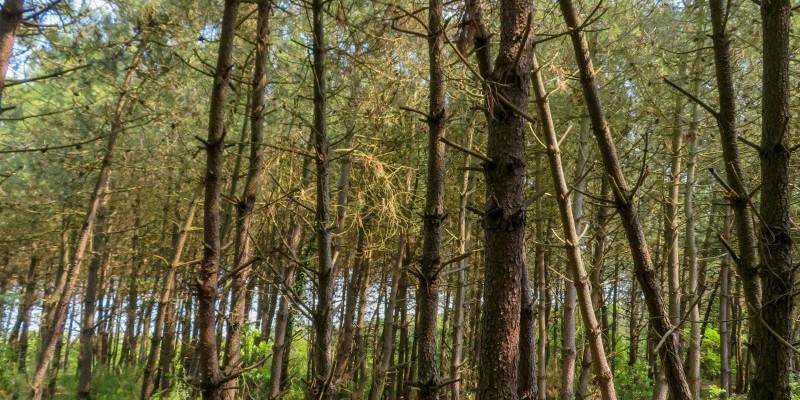 hd_portocaleri (3).jpg